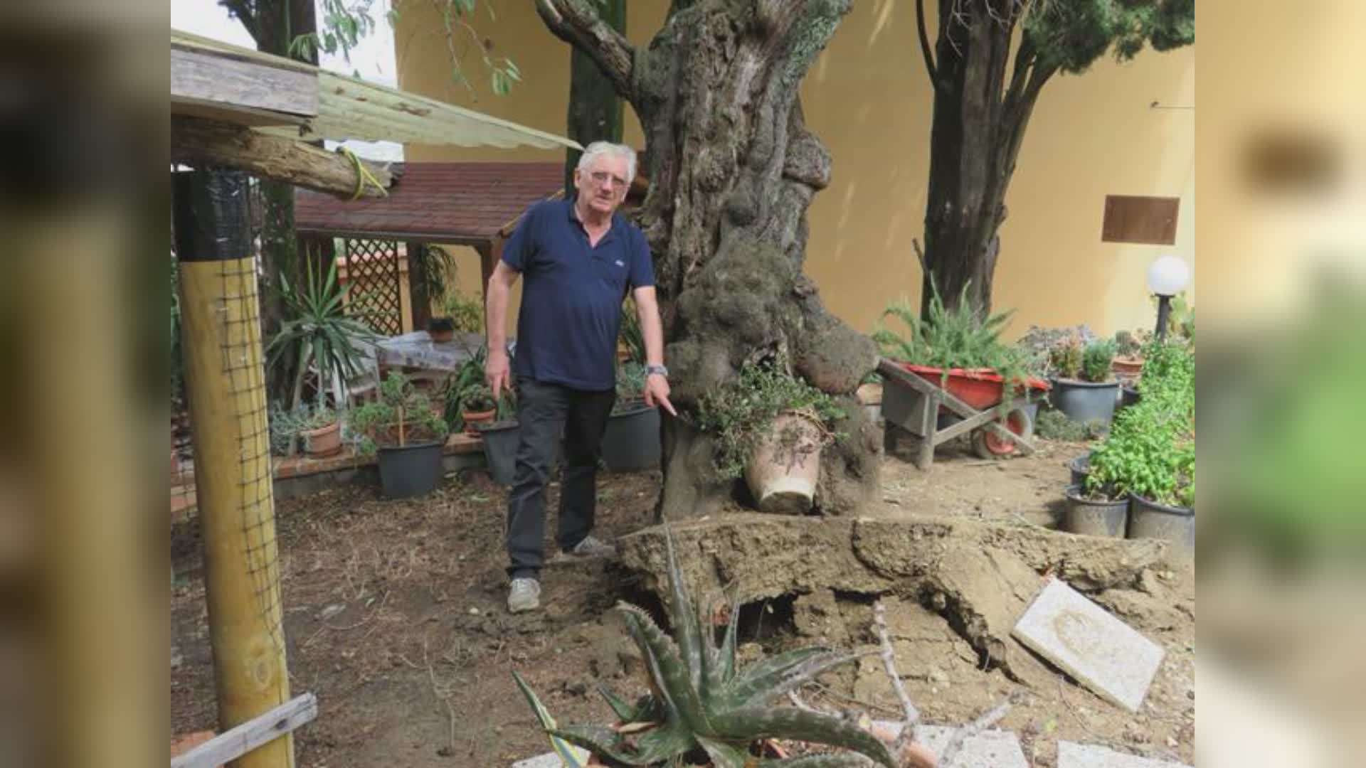 Sradicato dal vento il mandorlo monumentale