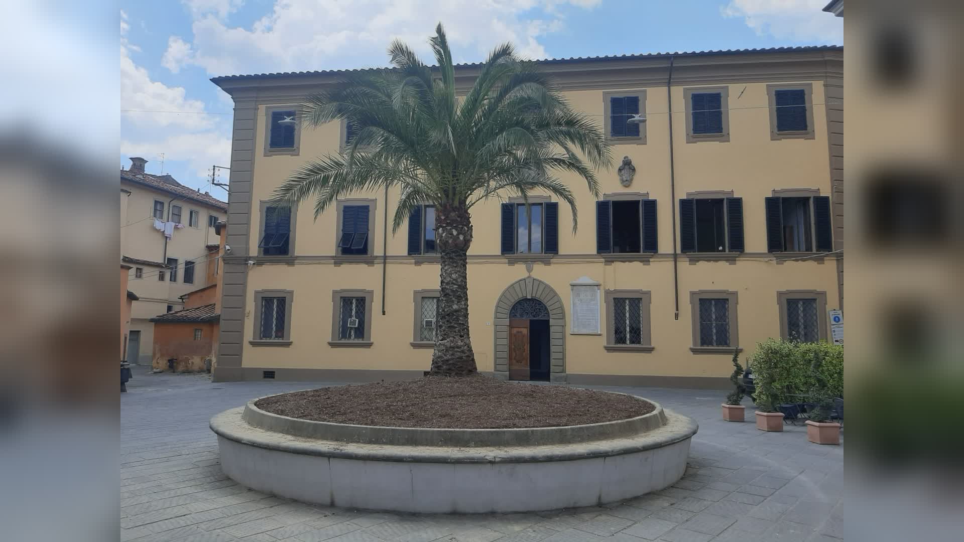 Piazza Spirito Santo: ecco la nuova palma