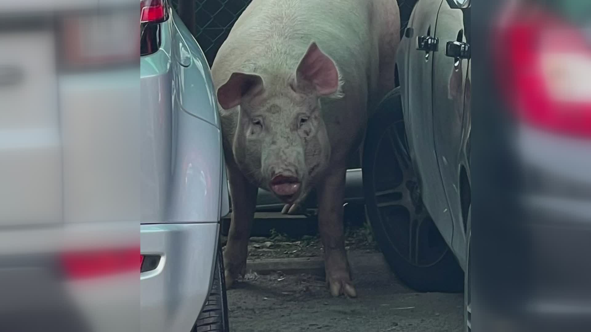 Un maiale... si aggira per Cantagrillo