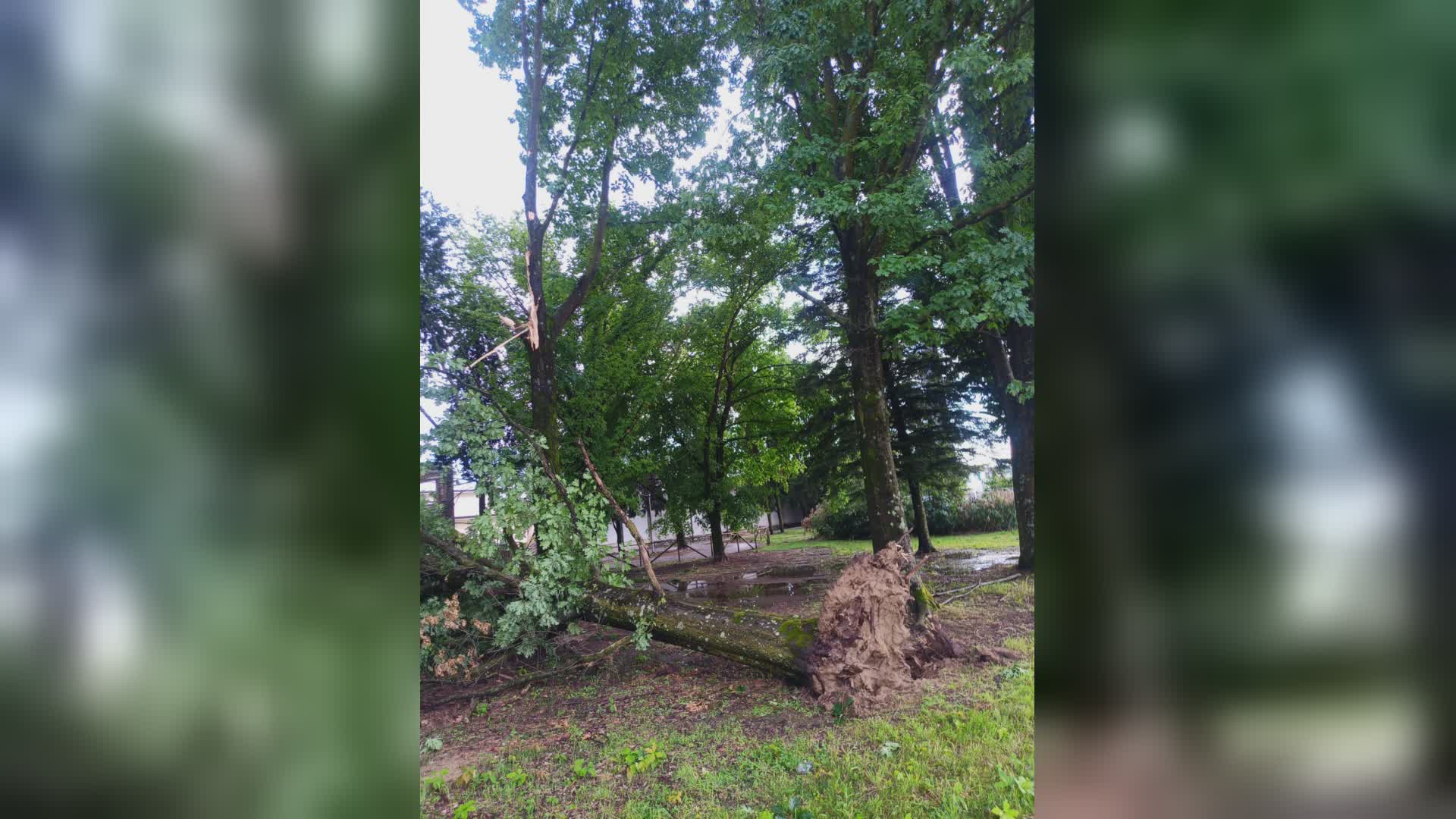 Acqua e vento a Chiesina Uzzanese: caduto grosso albero