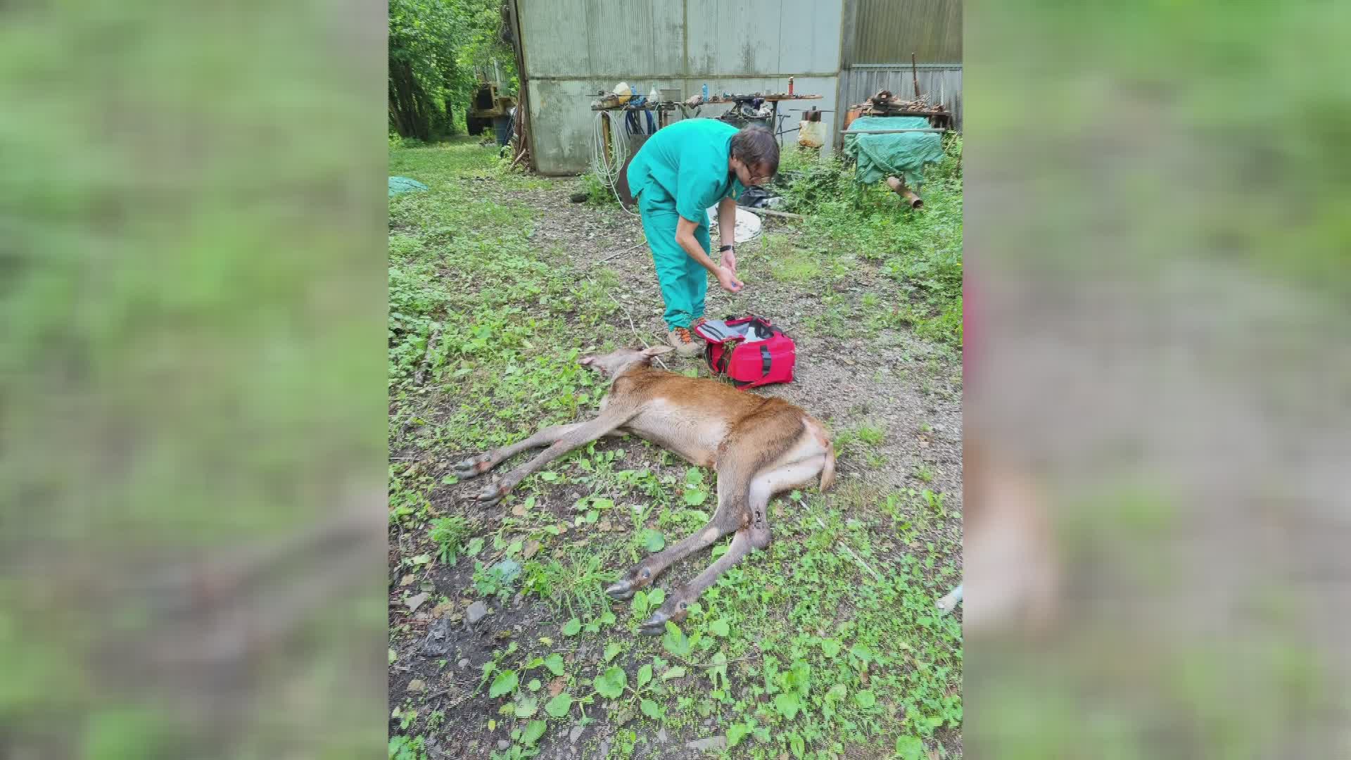 Cerva ferita assistita a Sambuca Pistoiese