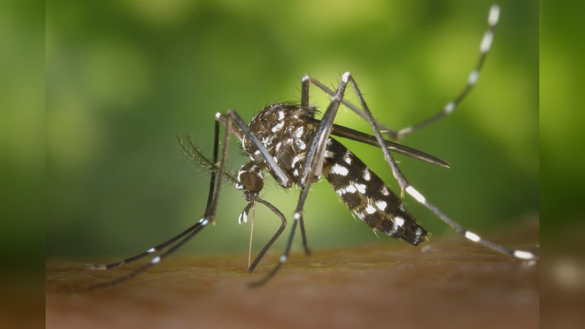 Caso di Dengue a Pistoia. Al via la disinfestazione