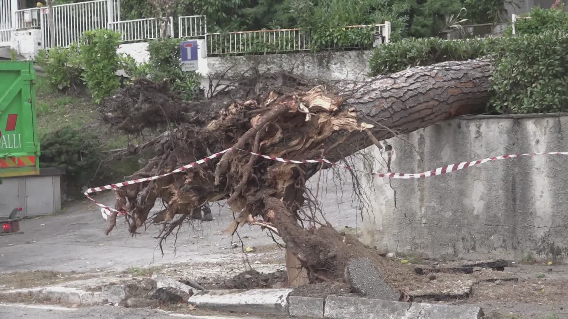 Montecatini: ricognizione sugli alberi