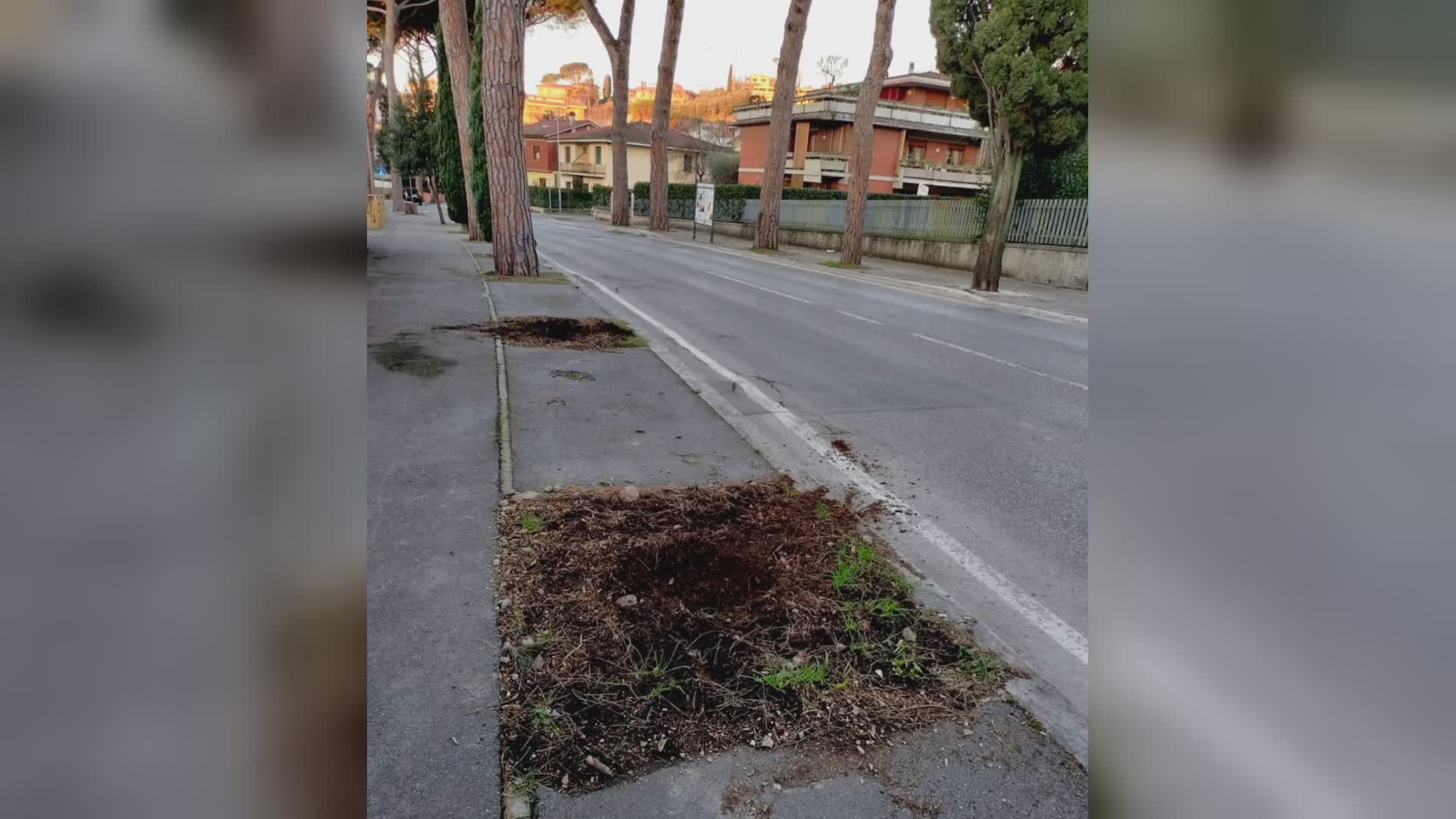 Cronaca, Montecatini: rubati due piccoli cipressi