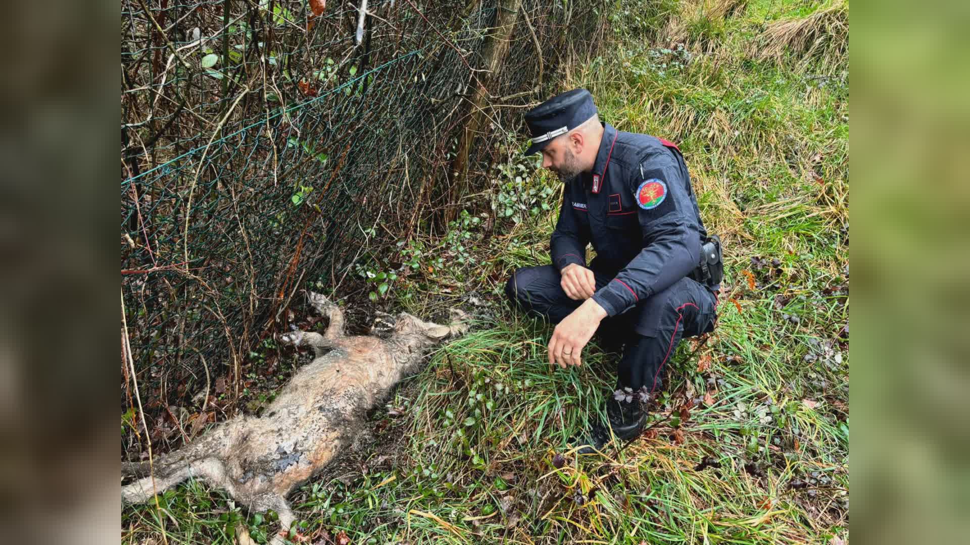 Pistoia - Ritrovato un lupo morto, ipotesi bracconaggio