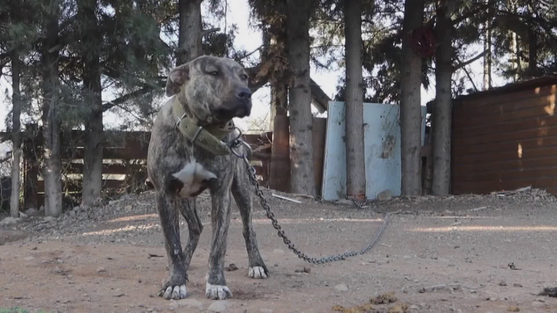 Cani alla catena: divieto in Toscana