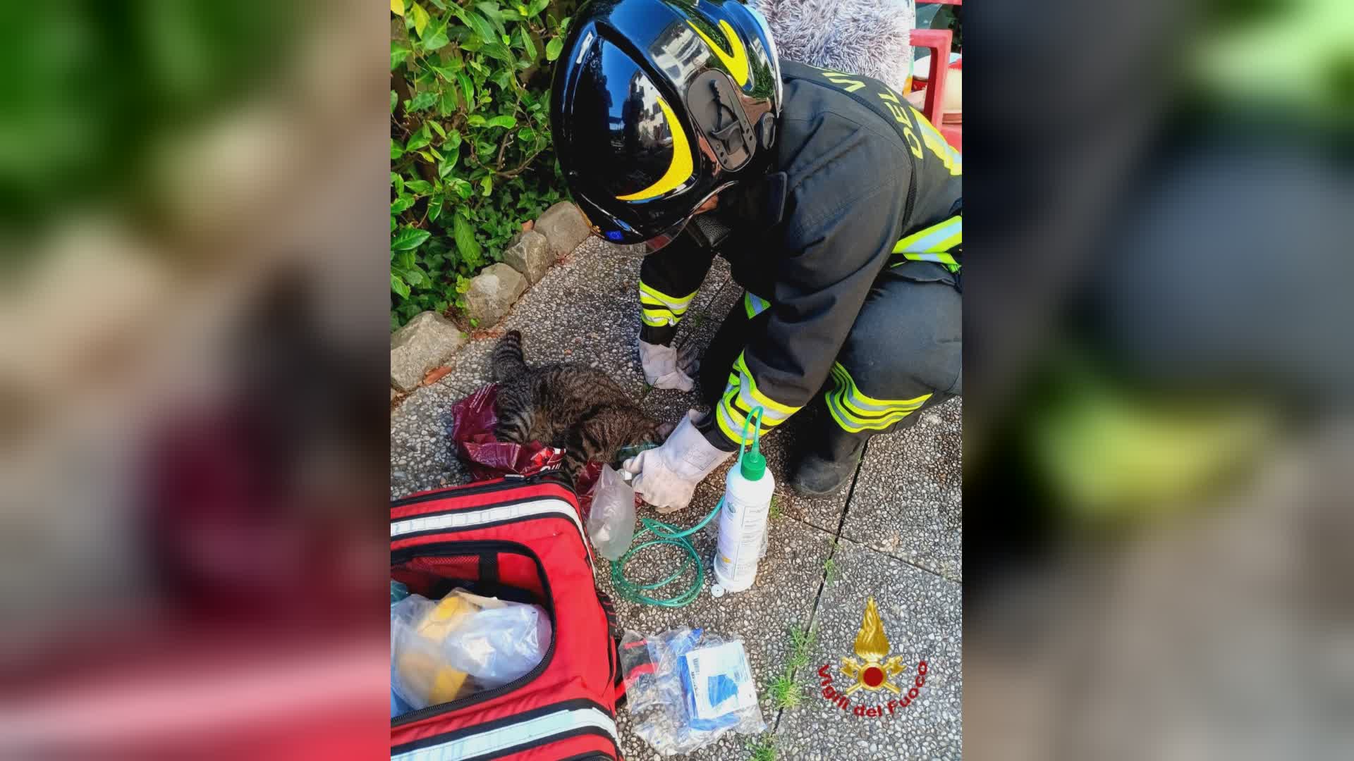 Prato: incendio in una abitazione, ossigeno ad un gattino