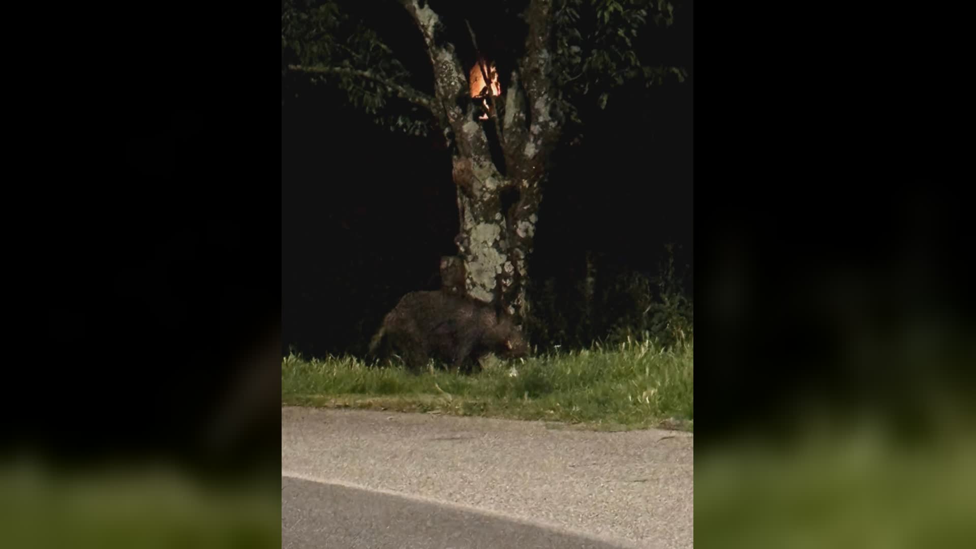 Pistoia: cinghiali nel Parco Puccini e in via Danubio