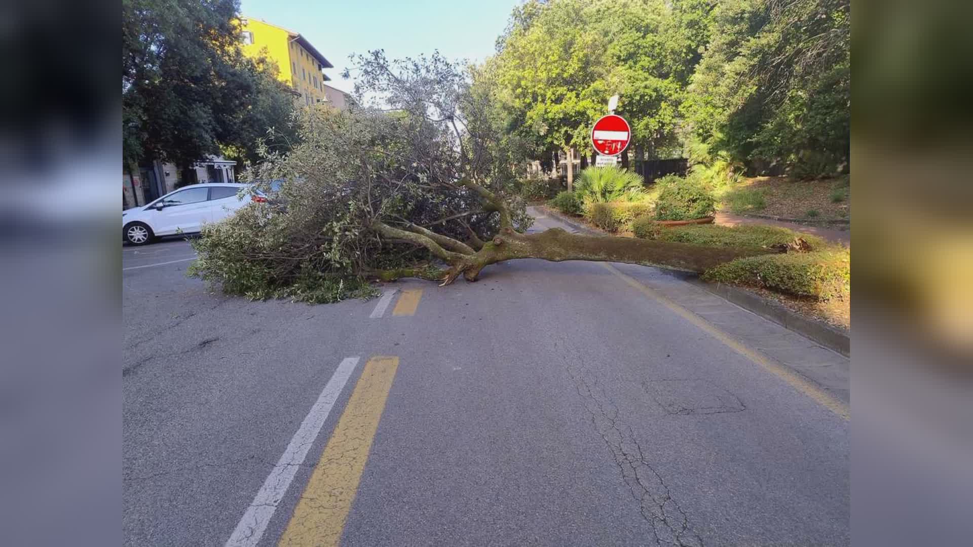 Montecatini: un leccio su Viale Verdi