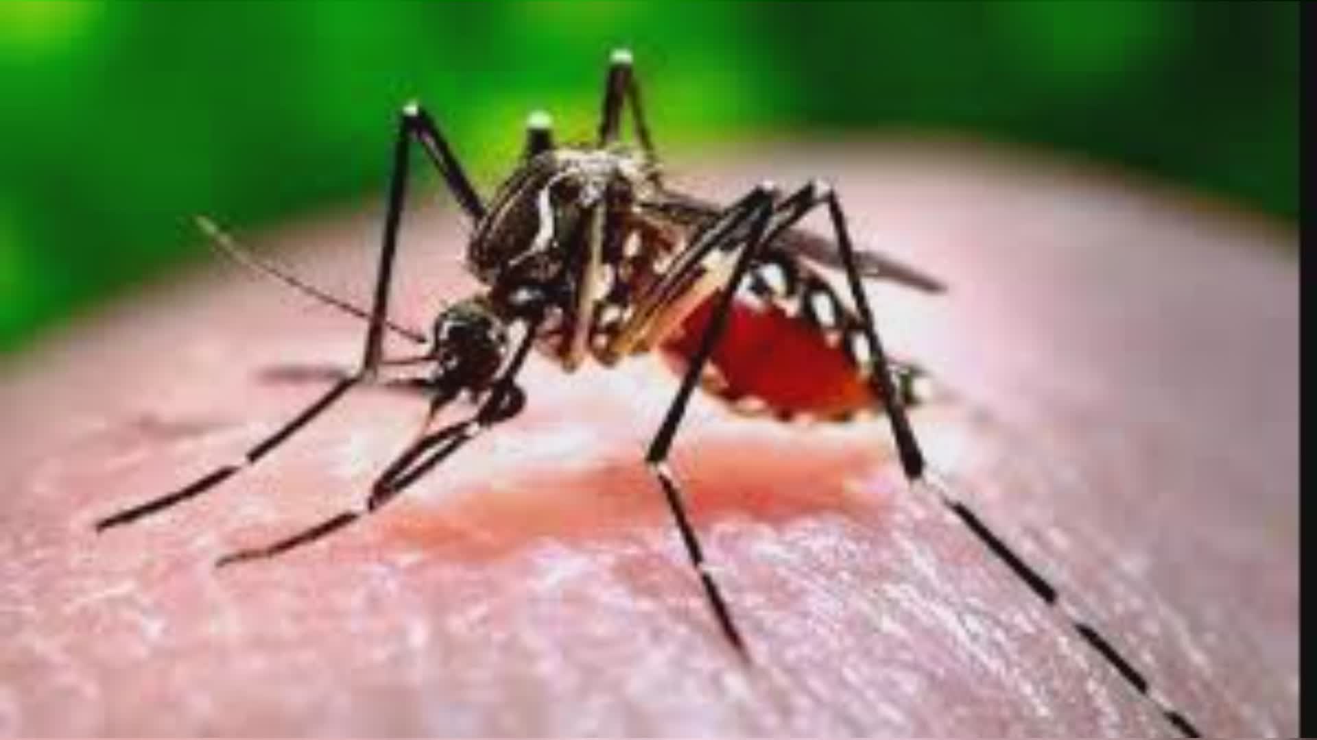 Pistoia: caso di "dengue", via alla disinfestazione