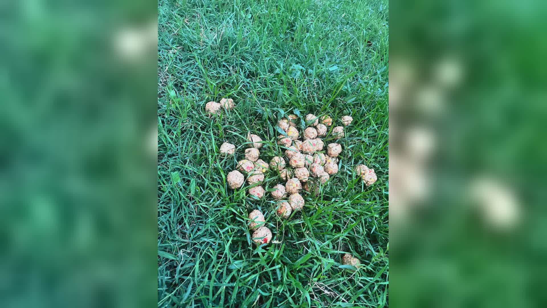 Sospette polpette avvelenate trovate a Capostrada