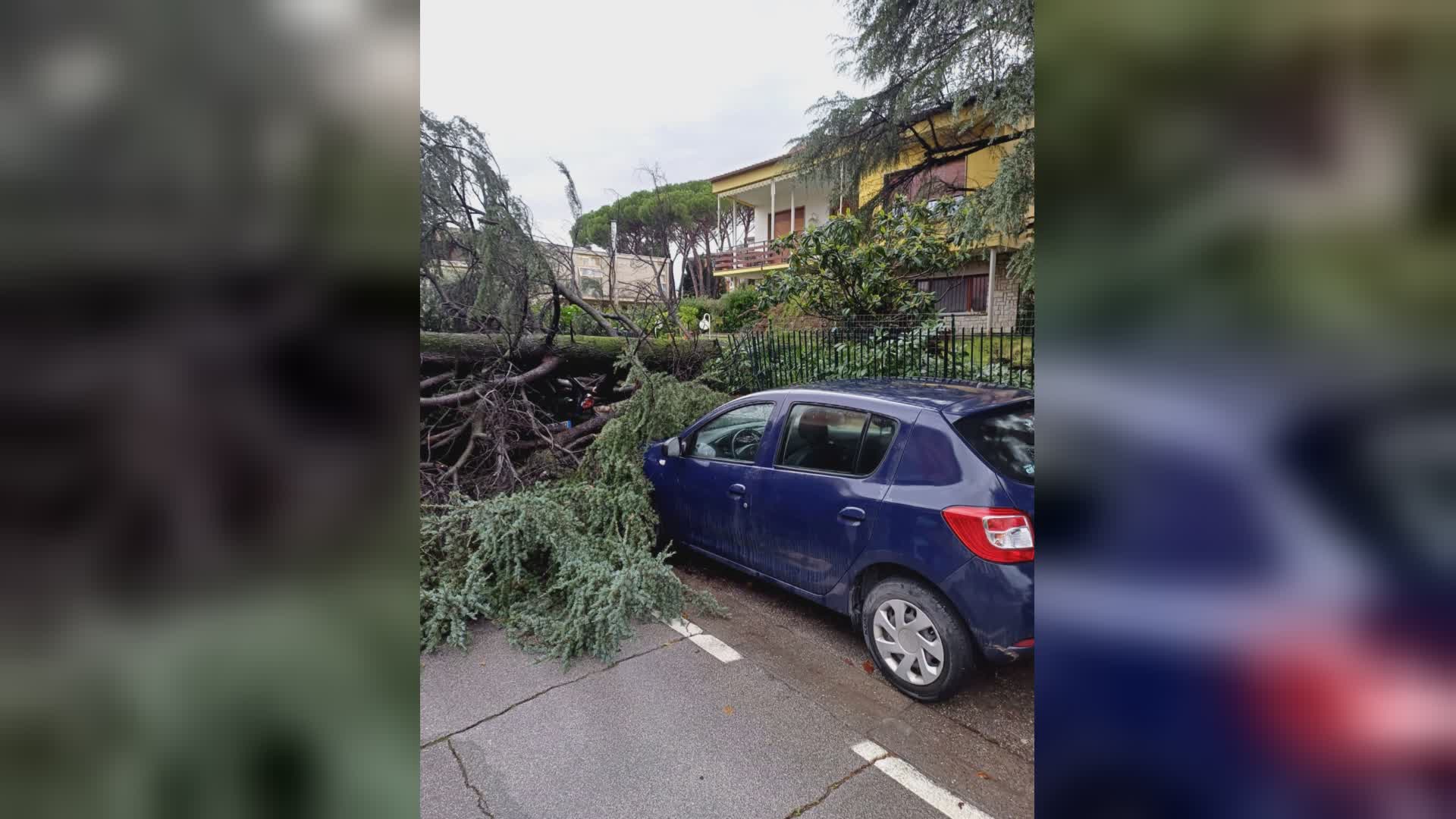 AGGIORNAMENTO - albero caduto