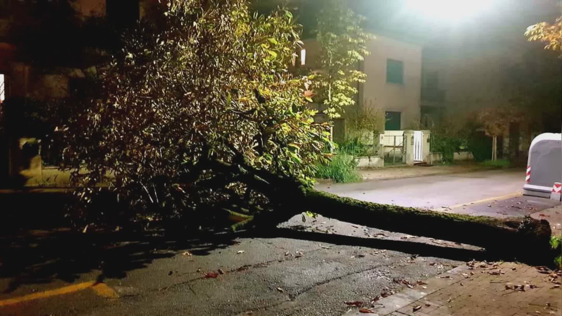 Albero caduto in via Magnani a Montecatini