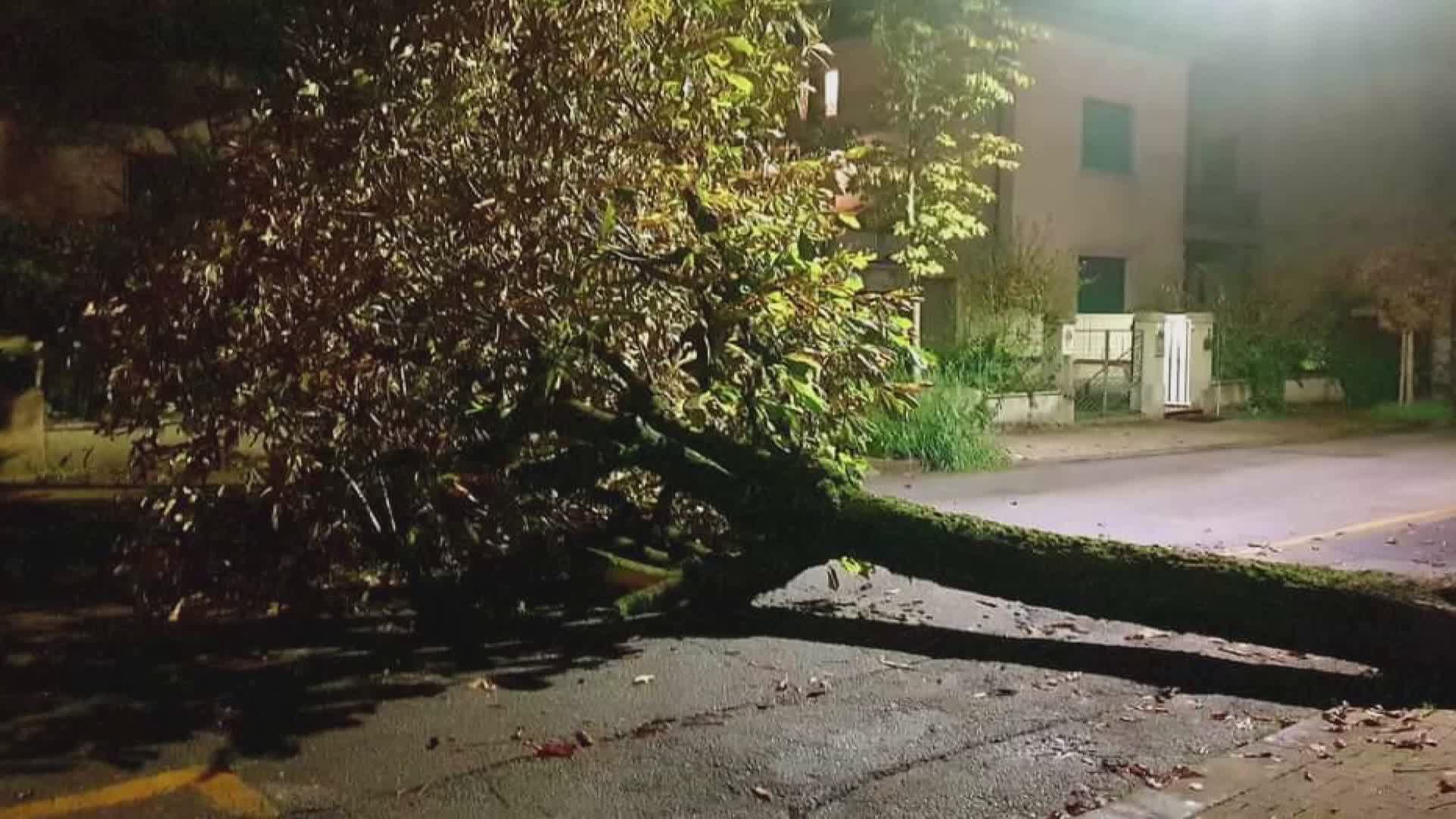 Montecatini: altri alberi pericolanti da... tagliare