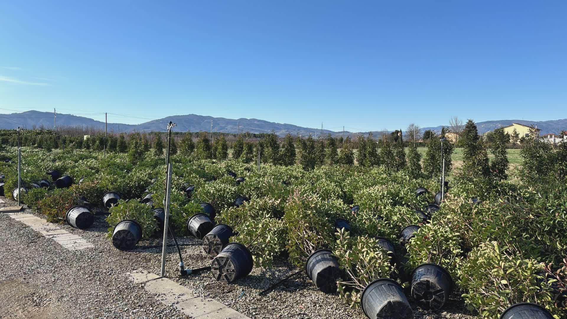 Pistoia: Coldiretti e alberi che cadono nei centri urbani