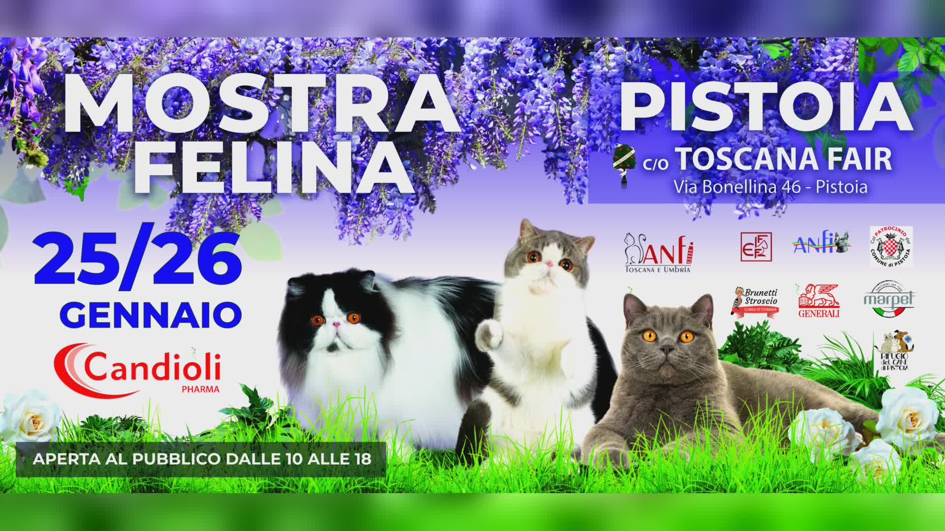 Pistoia ospita la Mostra Internazionale Felina 2025