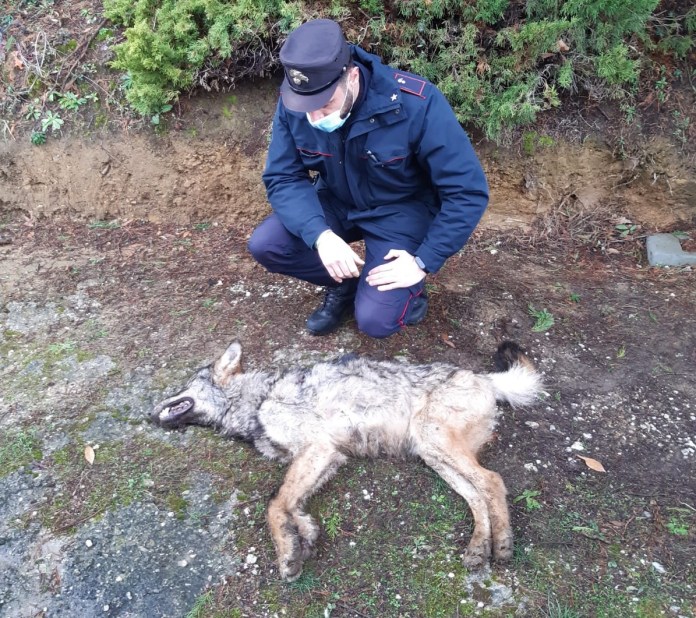 ​Lupo avvelenato nel pesciatino