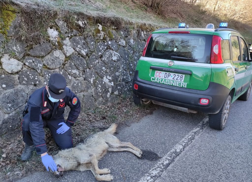 Lupo morto trovato dai Carabinieri sulla statale Porrettana
