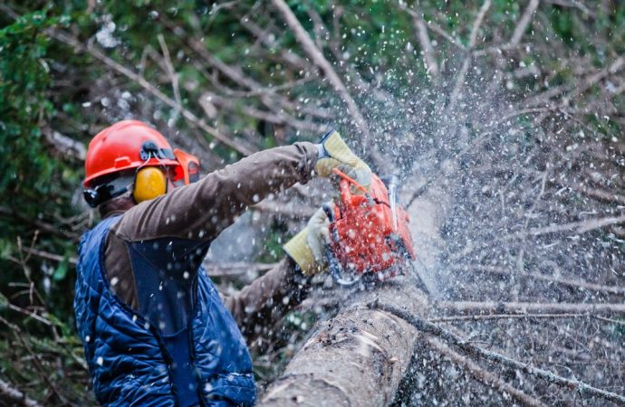 Alberi a rischio crollo, a Pistoia saranno abbattuti 20 platani su viale Matteotti