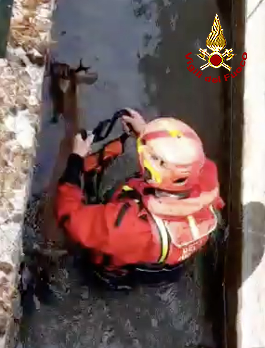 Cronaca, Pistoia: i Vigili del Fuoco salvano due caprioli