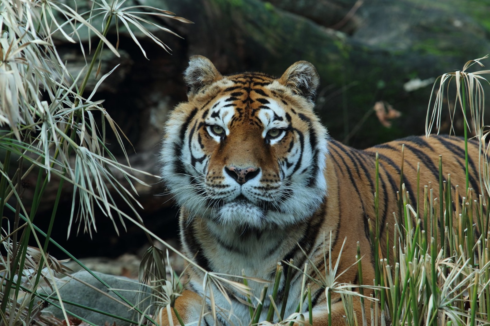 Cronaca: morta (nel sonno) la tigre storica dello Zoo di Pistoia