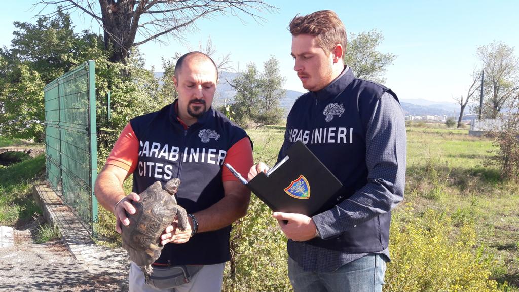 Cronaca, San Marcello: sequestrati 8 esemplari di tartaruga “Testudo Hermanni”