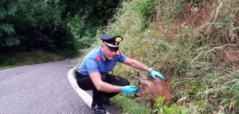 ​Salvato dai Carabinieri un capriolo ferito