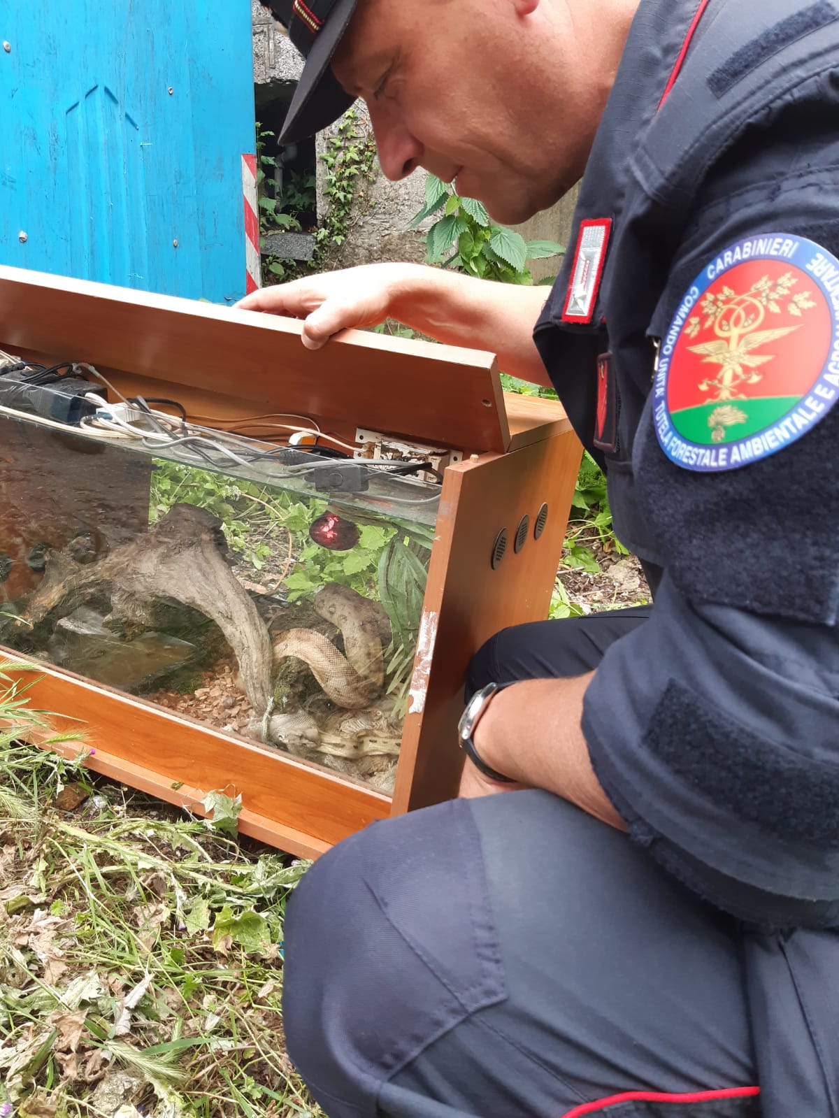 ​Recuperato un pitone abbandonato in un cassonetto