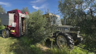 Pistoia- Innovazione e futuro per la raccolta delle olive